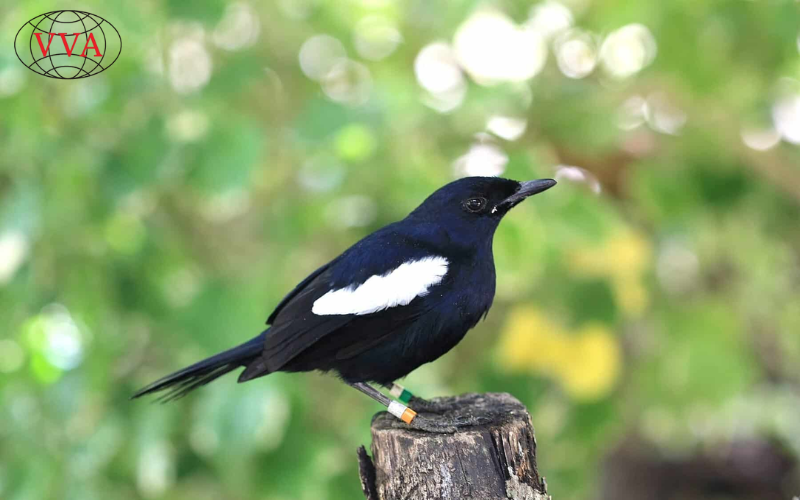 Hướng dẫn chi tiết cách chăm sóc chim chim Chích Chòe Đất từ chim non đến chim trưởng thành